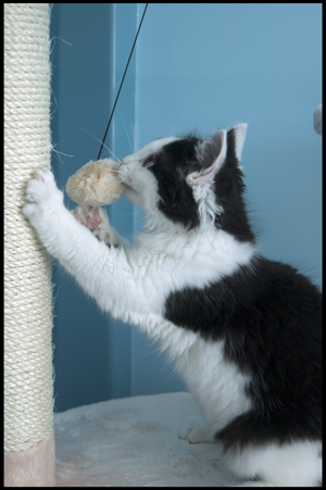 Clawing and Playing.jpg