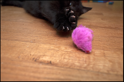 Claws and Paws.jpg