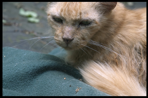 Closeup on the deck.jpg