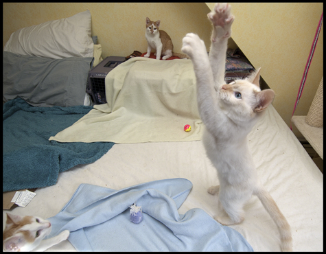 Coco Stretch.jpg