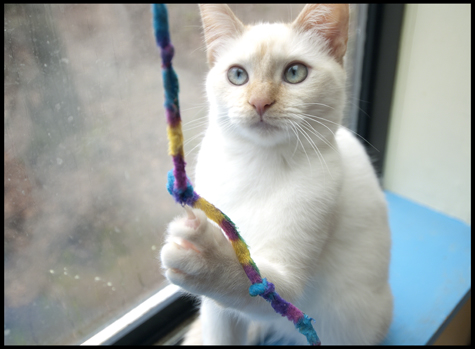Coco and the Ribbon Toy.jpg