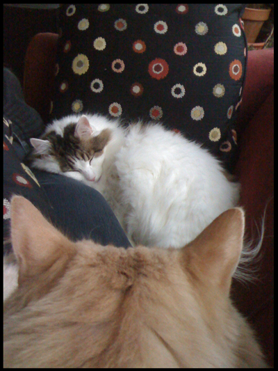 Cold Cats.jpg