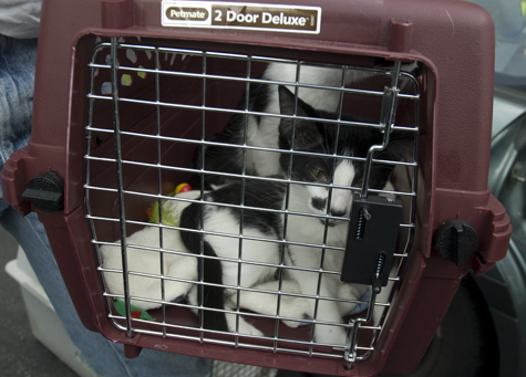 Cowbaby transport.jpg