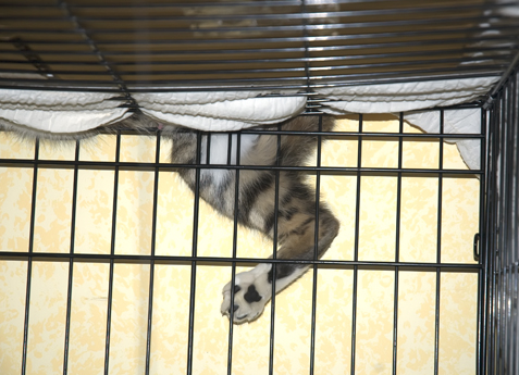 Crazy Legs.jpg