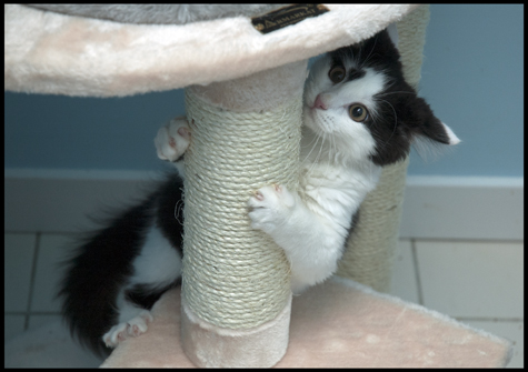 Crazy about Sisal.jpg