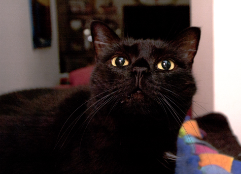 Cricket looking up.jpg
