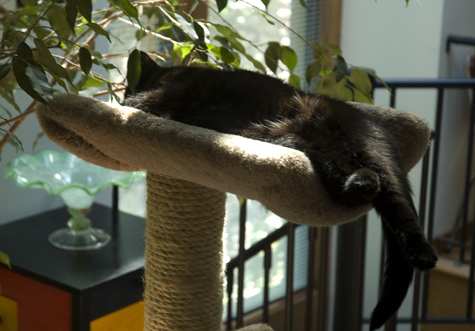Cricket sleeping.jpg
