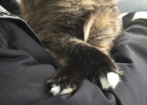 Crossed Paws copy.jpg