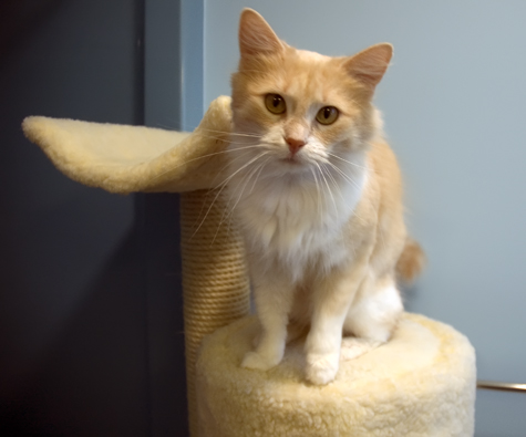 Cupid on the Cat Tree.jpg