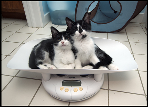 Cuteness Scale.jpg