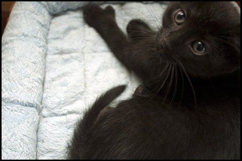Cutie closeup.jpg