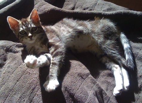 Cutie in the sun.jpg