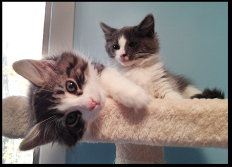 Cuties on Cat Tree copy.jpg