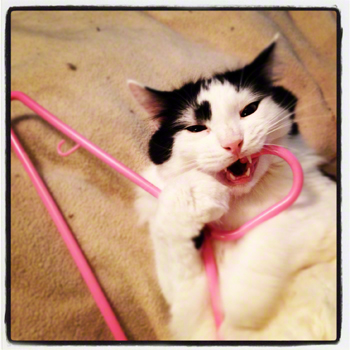 DOOD hanger chomp.jpg