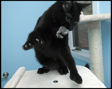 Dahl with mouse.jpg