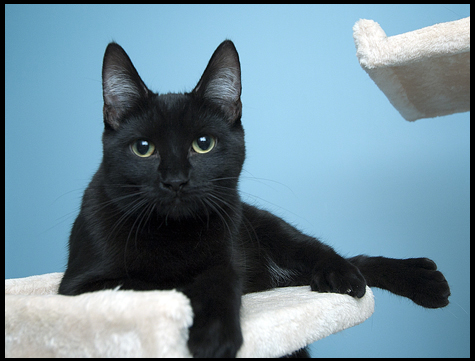 Dahlia with white belly fur.jpg