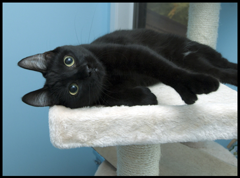 Dahlias paws.jpg