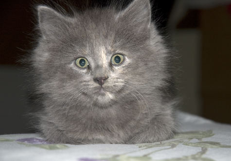 Dancer Loaf.jpg