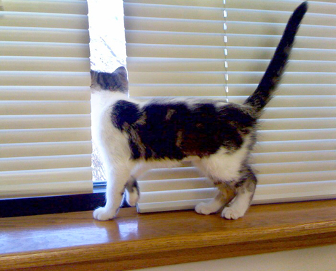 Dash at window copy.jpg