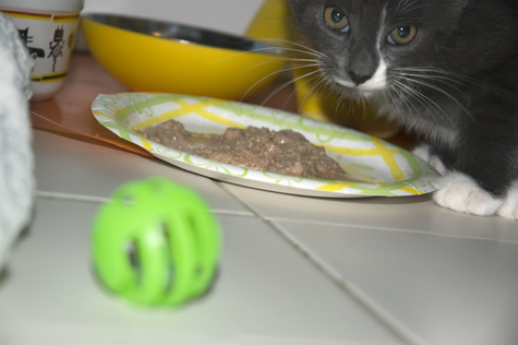 Dinner is served copy.jpg