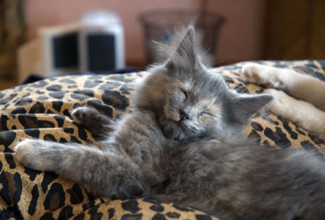 Do Not Disturb.jpg