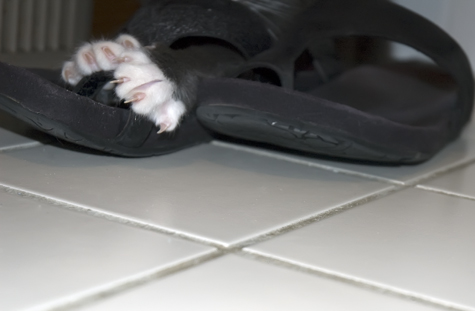Do these shoes come in a smaller size.jpg