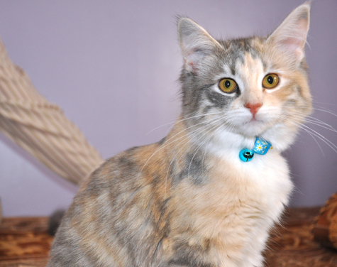 Donner with Collar.jpg