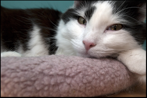 Doodlebug Closeup.jpg
