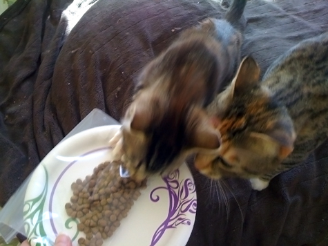 Dry food.jpg
