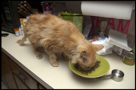 Dry food.jpg