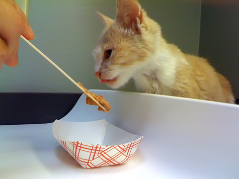 Eating at the Vet.jpg
