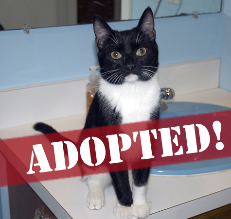 Elegant Lady ADOPTED.jpg