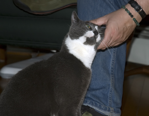 Enjoying his Adoring Fan.jpg