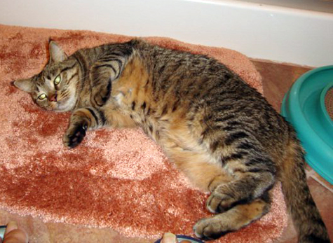 Enjoying the rug. E.Napier.jpg
