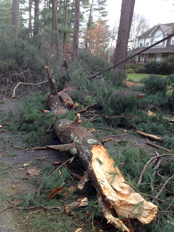 Fallen Pine.jpg