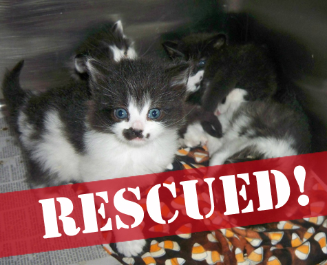 First Blk-white mama's litter rez.jpg