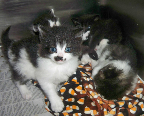 First Blk-white mama's litter.jpg