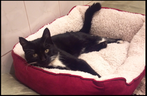First Comforts in his New Life.jpg