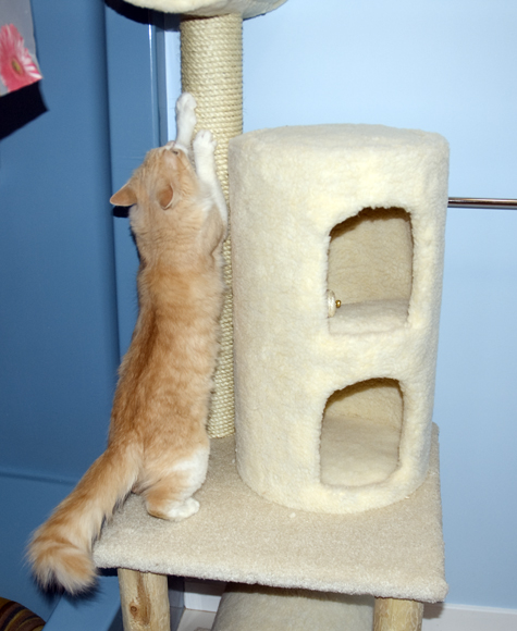 First Scratch.jpg