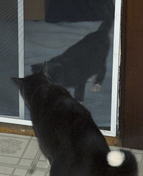 First Sniffs.jpg