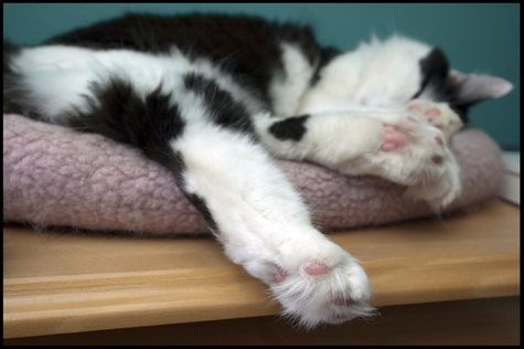 Fluffy Toes.jpg