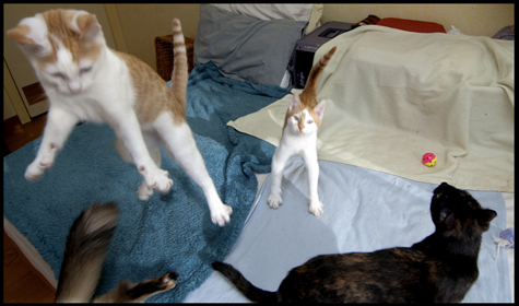 Flyin Felines.jpg