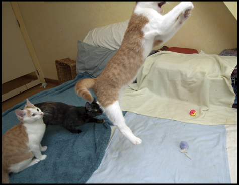 Flying Chomp.jpg