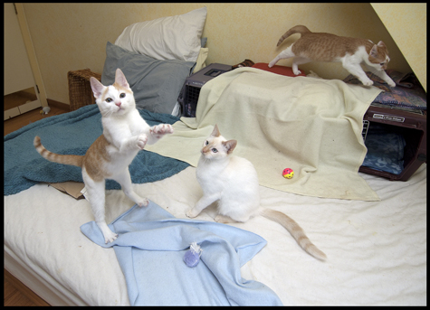 Fred with Barney Mid Jump.jpg