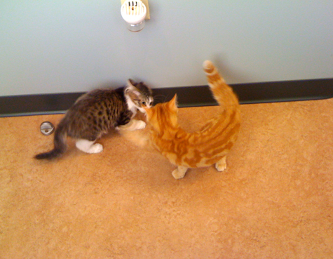 Fun at the Vet.jpg