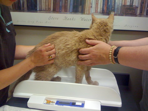 Getting weighed.jpg