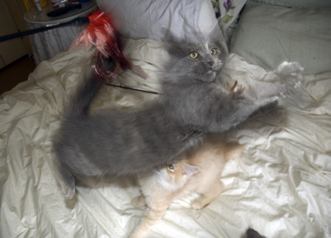 Ghost Kitten Leaps.jpg