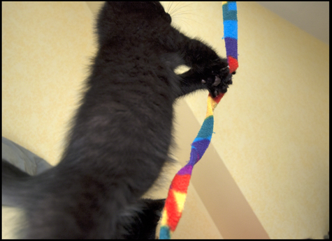 Giant Kitten.jpg