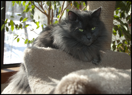 Gracie by the tree.jpg