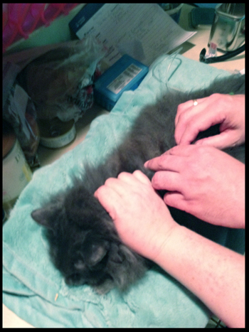 Gracie getting fluids copy.jpg